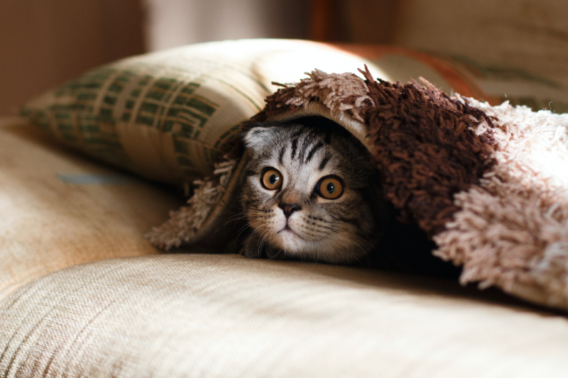 cat on a sofa under a blanket