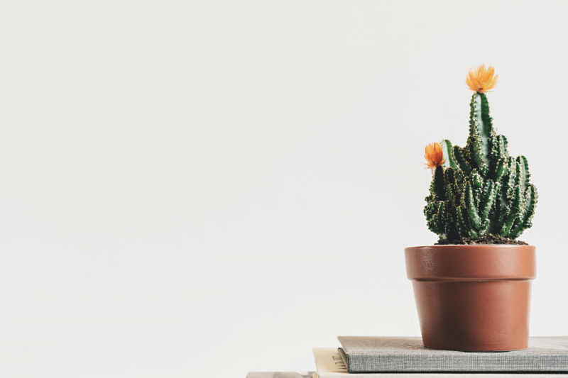 a cactus in a pot